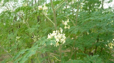 Moringa oleifera plant (leaves, flowers and fruits). In South Africa Moringa oleifera leaves are used e.g. for tea.